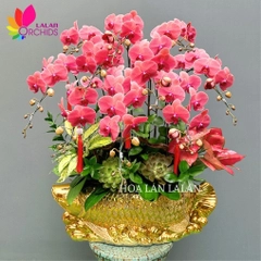 Lan hồ điệp cam kim ngư - LHD1105