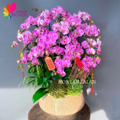lan hồ điệp hồng chơi Tết Nguyên Đán - LHD1113