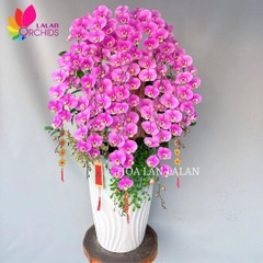 Lan hồ điệp hồng chúc mừng năm mới - LHD1114