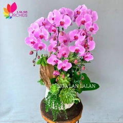 Lan hồ điệp hồng ghép sen đá gỗ lũa - LHD1107